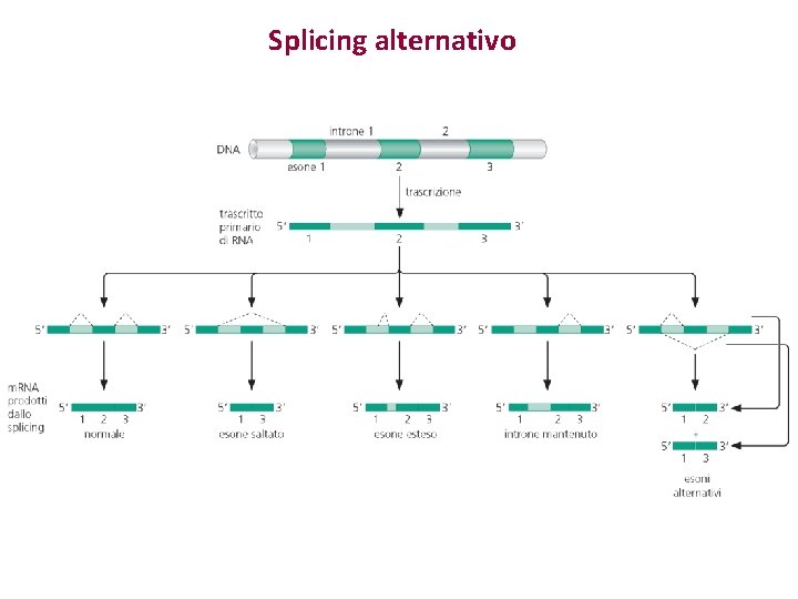 Splicing alternativo Splicing alternativo