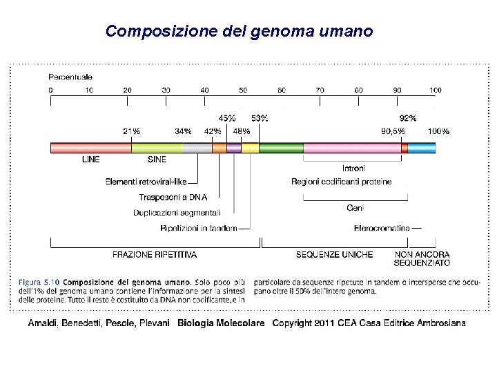 Composizione del genoma umano Composizione del genoma umano