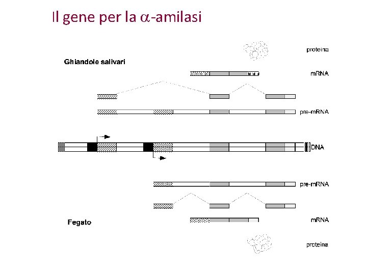 Il gene per la a-amilasi Il gene per la a-amilasi