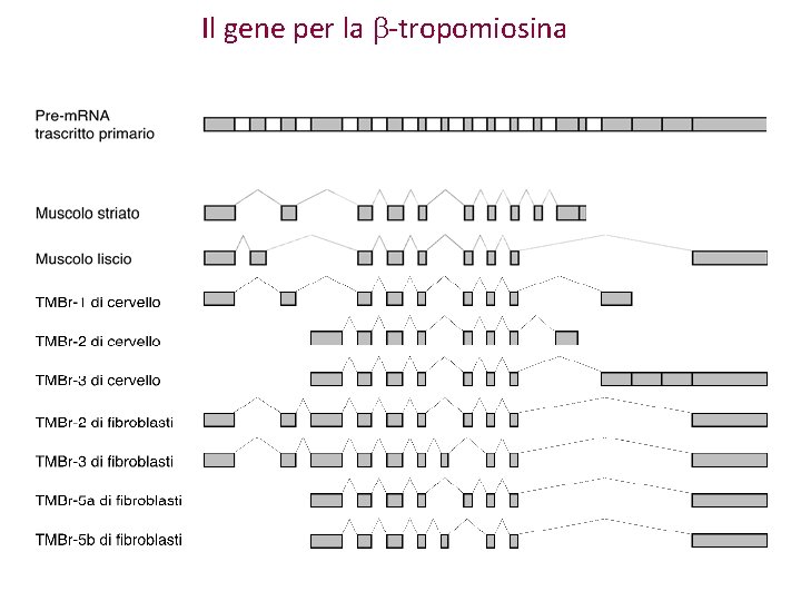 Il gene per la b-tropomiosina Il gene per la b-tropomiosina