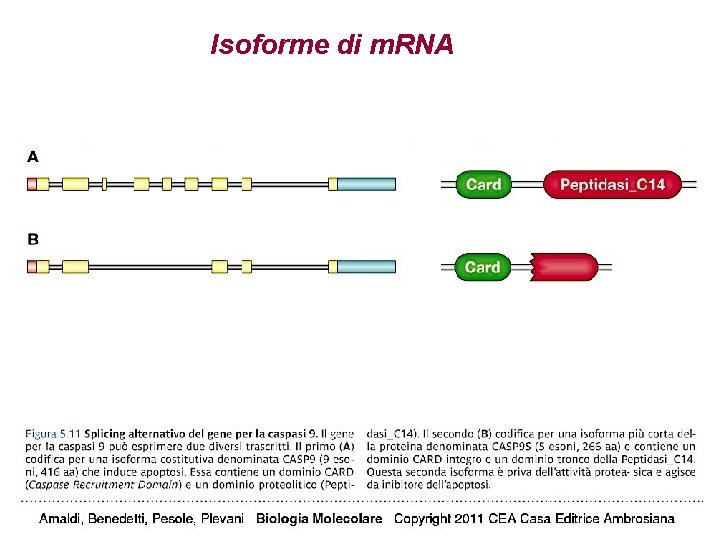 Isoforme di m. RNA Isoforme di m. RNA