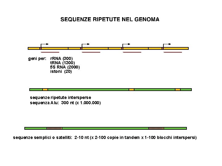 geni per: r. RNA (300) t. RNA (1300) 5 S RNA (2000) istoni (20) geni per: r. RNA (300) t. RNA (1300) 5 S RNA (2000) istoni (20)