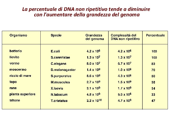 La percentuale di DNA non ripetitivo tende a diminuire con l'aumentare della grandezza del La percentuale di DNA non ripetitivo tende a diminuire con l'aumentare della grandezza del