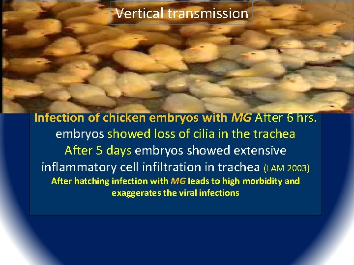 Vertical transmission of MG in non diseased condition is <5% But in active infection Vertical transmission of MG in non diseased condition is <5% But in active infection