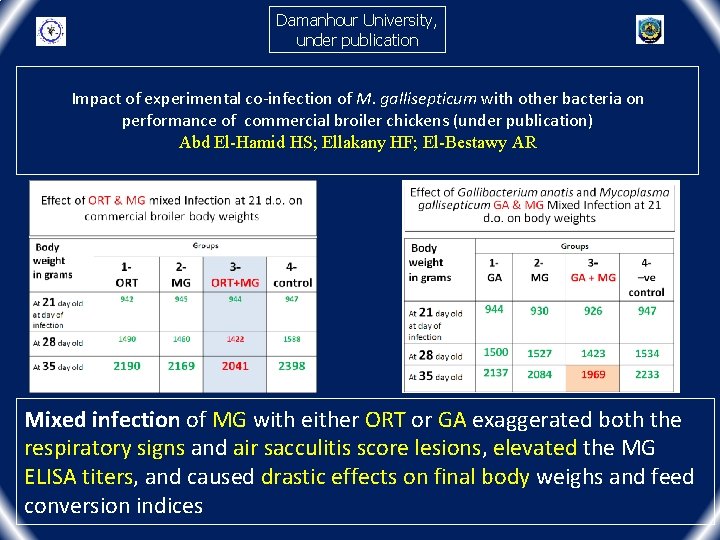 Damanhour University, under publication Impact of experimental co-infection of M. gallisepticum with other bacteria Damanhour University, under publication Impact of experimental co-infection of M. gallisepticum with other bacteria