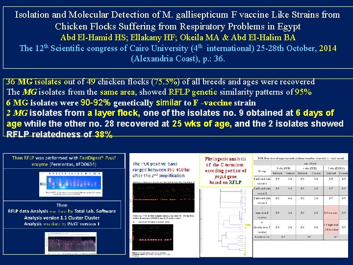 Isolation and Molecular Detection of M. gallisepticum F vaccine Like Strains from Chicken Flocks Isolation and Molecular Detection of M. gallisepticum F vaccine Like Strains from Chicken Flocks