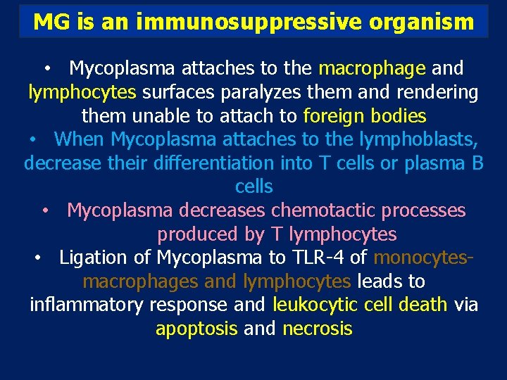 MG is an immunosuppressive organism • Mycoplasma attaches to the macrophage and lymphocytes surfaces MG is an immunosuppressive organism • Mycoplasma attaches to the macrophage and lymphocytes surfaces
