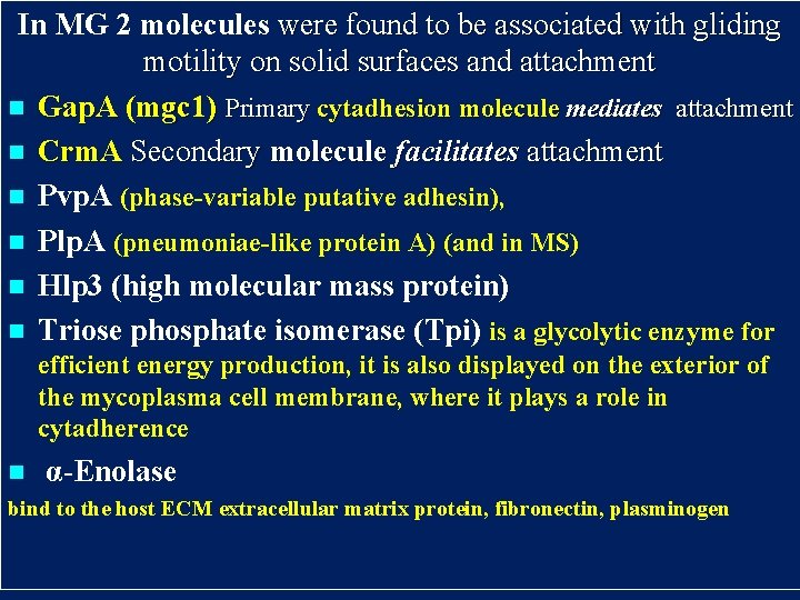 In MG 2 molecules were found to be associated with gliding motility on solid In MG 2 molecules were found to be associated with gliding motility on solid