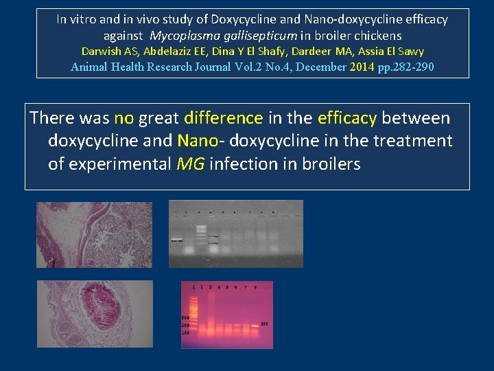 In vitro and in vivo study of Doxycycline and Nano-doxycycline efficacy against Mycoplasma gallisepticum In vitro and in vivo study of Doxycycline and Nano-doxycycline efficacy against Mycoplasma gallisepticum