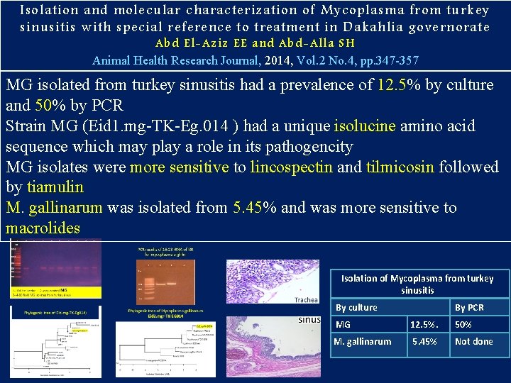Isolation and molecular characterization of Mycoplasma from turkey sinusitis with special reference to treatment Isolation and molecular characterization of Mycoplasma from turkey sinusitis with special reference to treatment