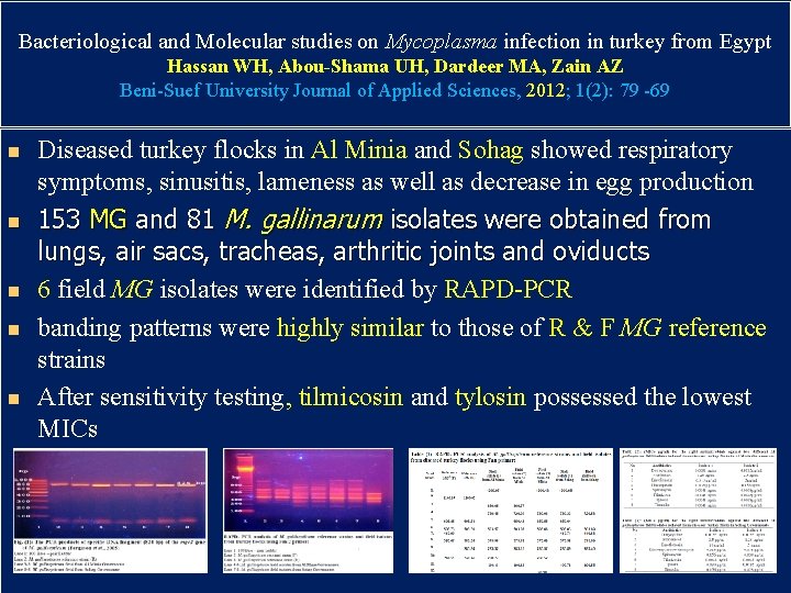 Bacteriological and Molecular studies on Mycoplasma infection in turkey from Egypt Hassan WH, Abou-Shama Bacteriological and Molecular studies on Mycoplasma infection in turkey from Egypt Hassan WH, Abou-Shama