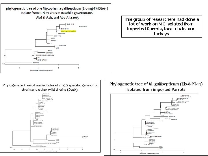 This group of researchers had done a lot of work on MG isolated from This group of researchers had done a lot of work on MG isolated from