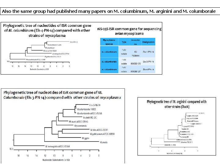 Also the same group had published many papers on M. columbinum, M. arginini and Also the same group had published many papers on M. columbinum, M. arginini and