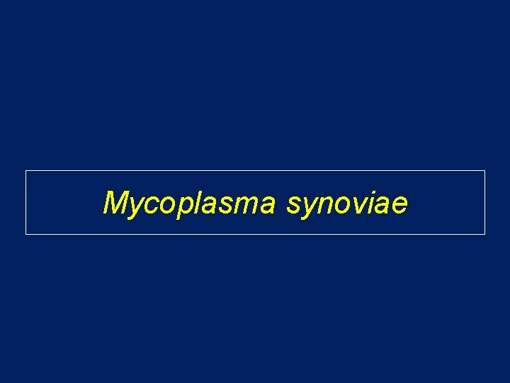 Mycoplasma synoviae Mycoplasma synoviae
