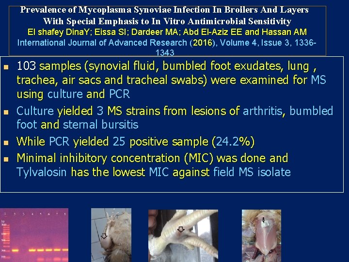 Prevalence of Mycoplasma Synoviae Infection In Broilers And Layers With Special Emphasis to In Prevalence of Mycoplasma Synoviae Infection In Broilers And Layers With Special Emphasis to In
