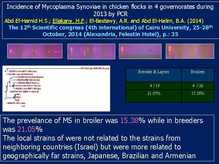 Incidence of Mycoplasma Synoviae in chicken flocks in 4 governorates during 2013 by PCR Incidence of Mycoplasma Synoviae in chicken flocks in 4 governorates during 2013 by PCR