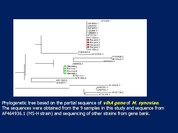 Phylogenetic tree based on the partial sequence of vlh. A gene of M. synoviae. Phylogenetic tree based on the partial sequence of vlh. A gene of M. synoviae.