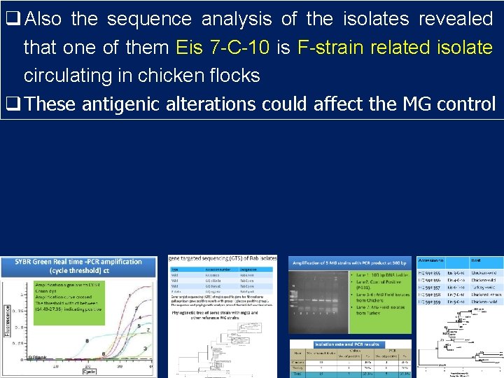 q Also the sequence analysis of the isolates revealed that one of them Eis q Also the sequence analysis of the isolates revealed that one of them Eis