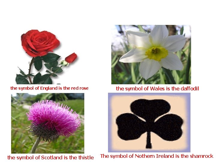 Symbols the symbol of England is the red rose the symbol of Wales is