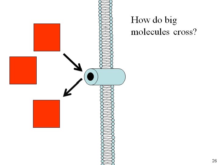 Agony and Ecstasy Norris Armstrong University of