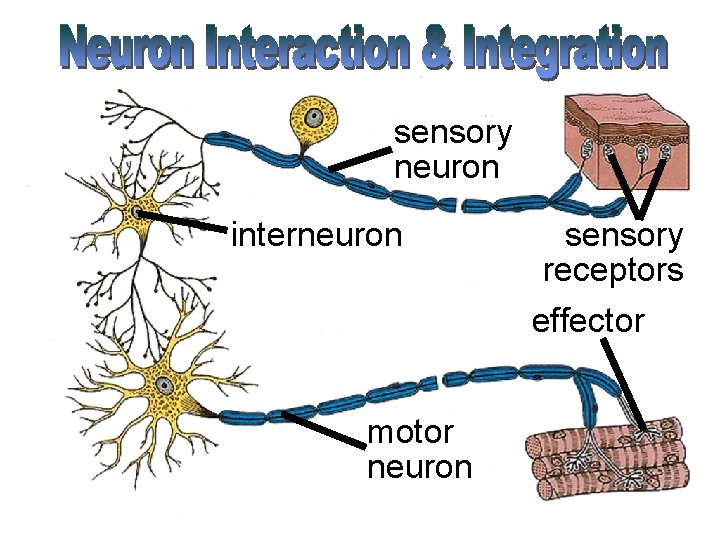 sensory neuron interneuron motor neuron sensory receptors effector 