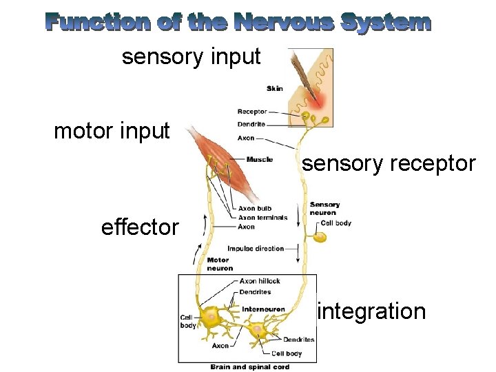 sensory input motor input sensory receptor effector integration 