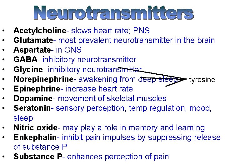  • • • Acetylcholine- slows heart rate; PNS Glutamate- most prevalent neurotransmitter in