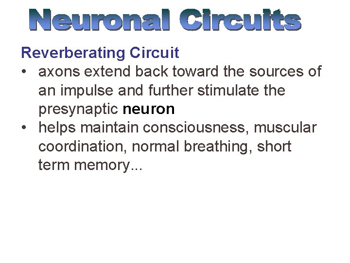 Reverberating Circuit • axons extend back toward the sources of an impulse and further