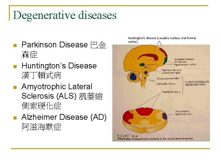 Degenerative diseases n n Parkinson Disease 巴金 森症 Huntington’s Disease 漢丁頓式病 Amyotrophic Lateral Sclerosis