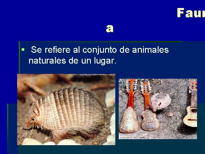 a § Se refiere al conjunto de animales naturales de un lugar. Faun 