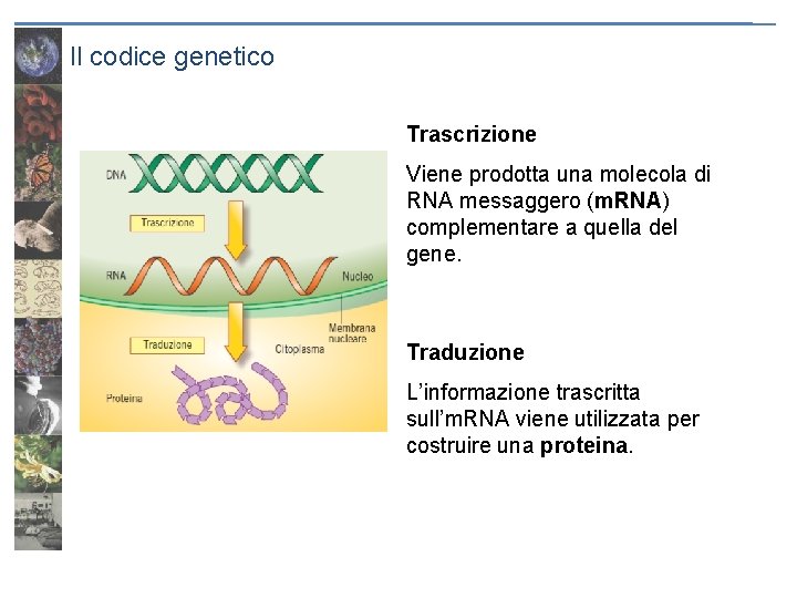 Il codice genetico Trascrizione Viene prodotta una molecola di RNA messaggero (m. RNA) complementare