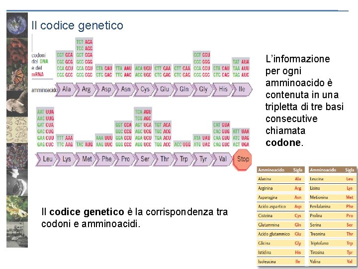 Il codice genetico L’informazione per ogni amminoacido è contenuta in una tripletta di tre