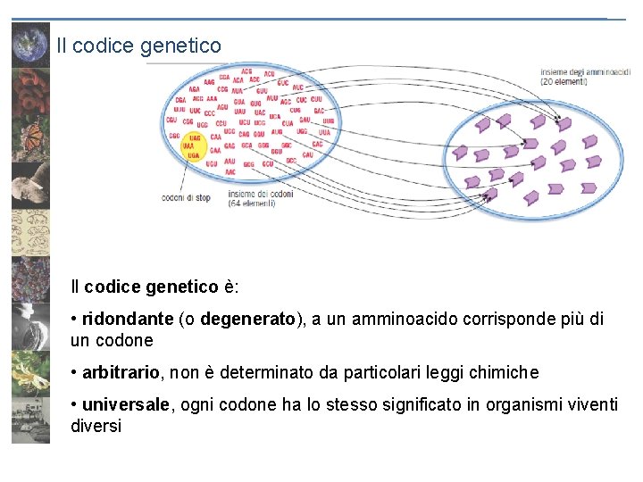 Il codice genetico è: • ridondante (o degenerato), a un amminoacido corrisponde più di
