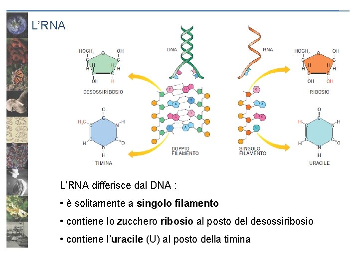 L’RNA differisce dal DNA : • è solitamente a singolo filamento • contiene lo