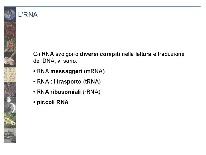 L’RNA Gli RNA svolgono diversi compiti nella lettura e traduzione del DNA; vi sono: