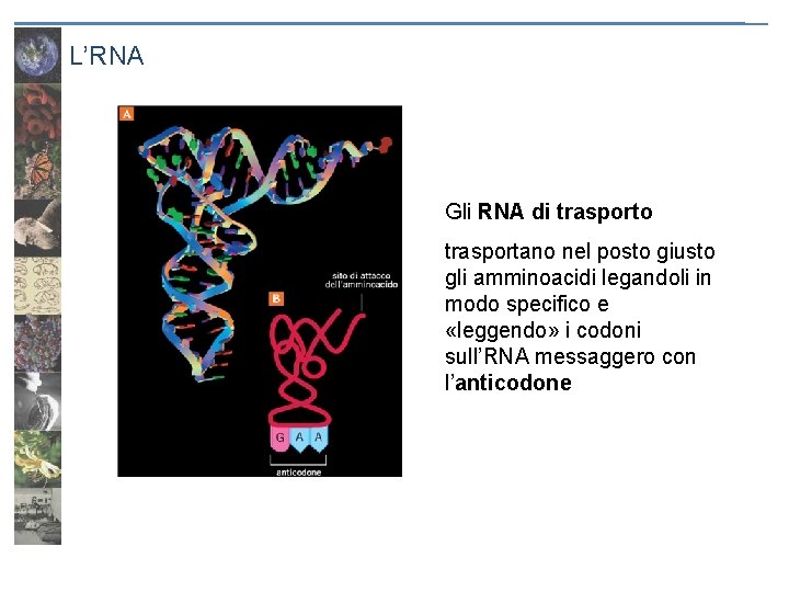 L’RNA Gli RNA di trasporto trasportano nel posto giusto gli amminoacidi legandoli in modo