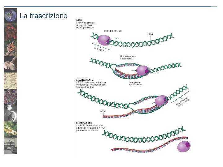 La trascrizione 