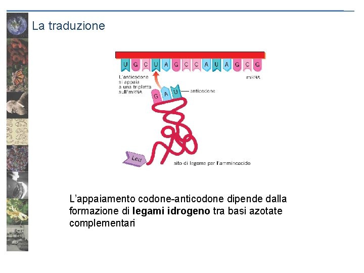 La traduzione L’appaiamento codone-anticodone dipende dalla formazione di legami idrogeno tra basi azotate complementari