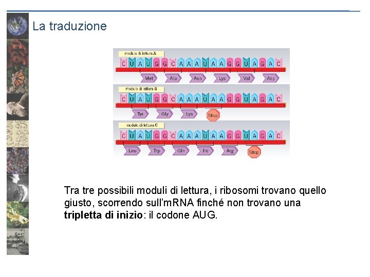 La traduzione Tra tre possibili moduli di lettura, i ribosomi trovano quello giusto, scorrendo