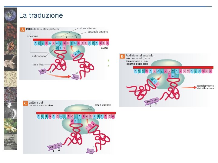La traduzione 
