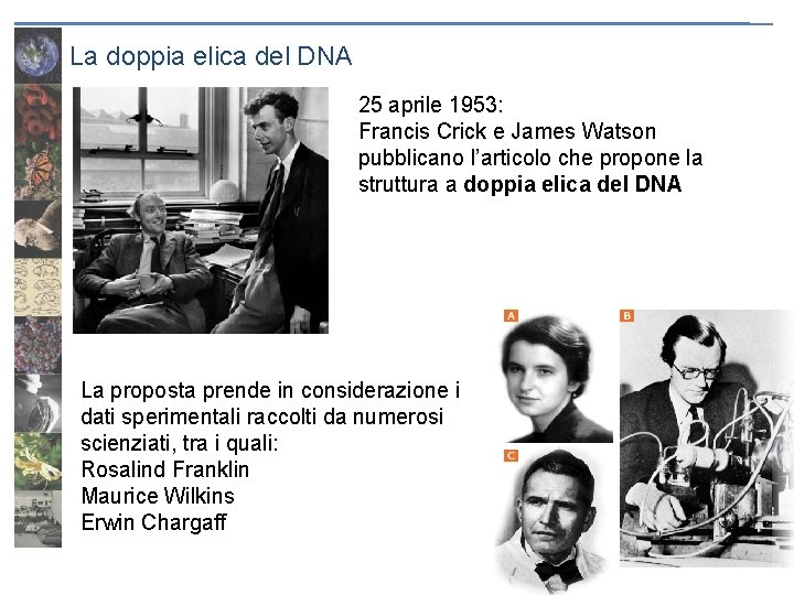 La doppia elica del DNA 25 aprile 1953: Francis Crick e James Watson pubblicano