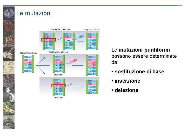 Le mutazioni puntiformi possono essere determinate da: • sostituzione di base • inserzione •