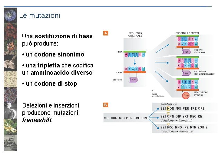 Le mutazioni Una sostituzione di base può produrre: • un codone sinonimo • una