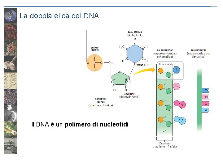 La doppia elica del DNA Il DNA è un polimero di nucleotidi 