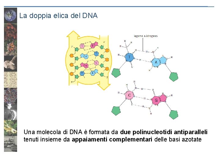 La doppia elica del DNA Una molecola di DNA è formata da due polinucleotidi
