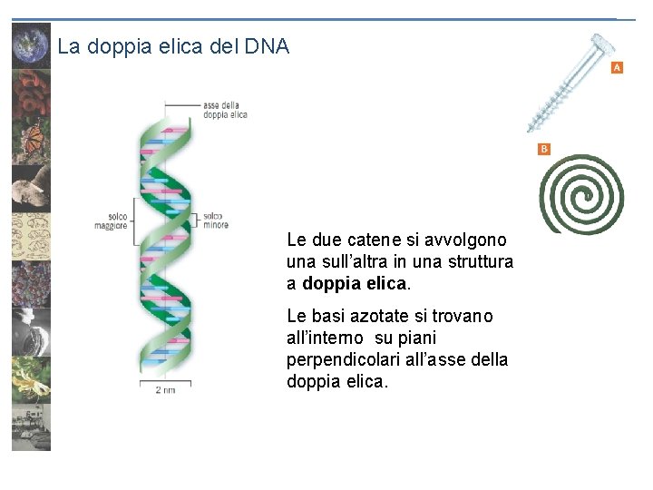 La doppia elica del DNA Le due catene si avvolgono una sull’altra in una