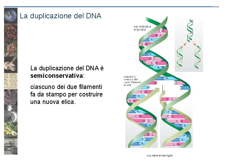 La duplicazione del DNA è semiconservativa: ciascuno dei due filamenti fa da stampo per