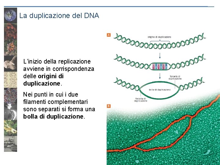 La duplicazione del DNA L’inizio della replicazione avviene in corrispondenza delle origini di duplicazione.