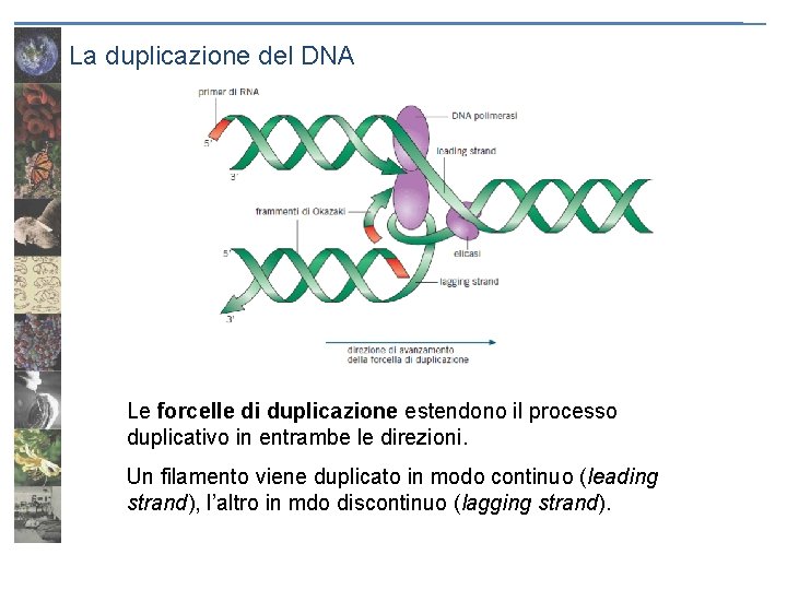 La duplicazione del DNA Le forcelle di duplicazione estendono il processo duplicativo in entrambe