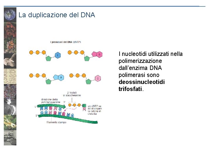 La duplicazione del DNA I nucleotidi utilizzati nella polimerizzazione dall’enzima DNA polimerasi sono deossinucleotidi